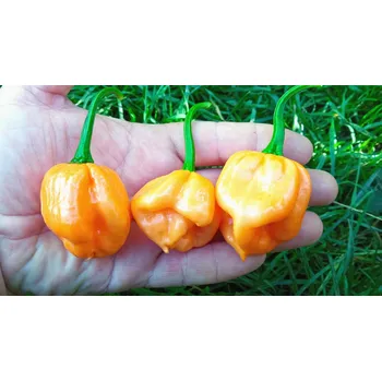 Semeno chilli-semena Bahamian Goat