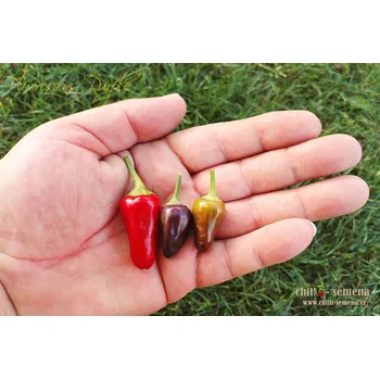 Semeno chilli-semena Fluorescent Purple Chilli