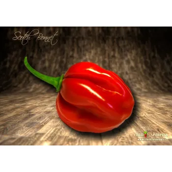Semeno chilli-semena Scotch Bonnet