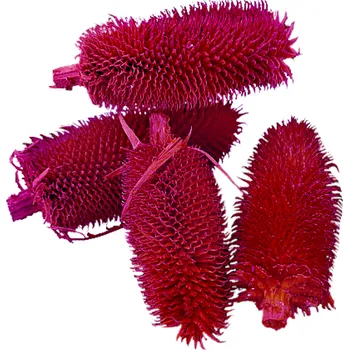 Sušený Dipsacus bodlák loose, 500 g, tmavě červený