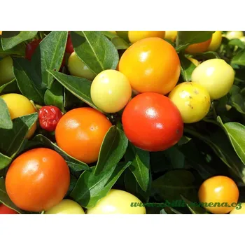 Semeno chilli-semena Peppa Orangina