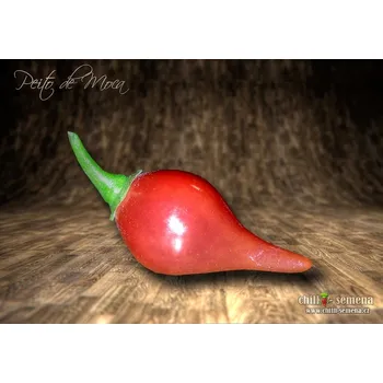 Semeno chilli-semena Peito de Moca