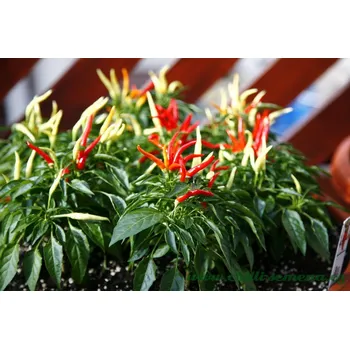 Semeno chilli-semena Medusa Nachzipfel