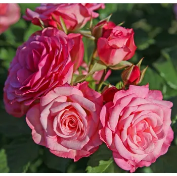 Sazenice Kordes Roses Xenia mnohokvětá růže 2 l