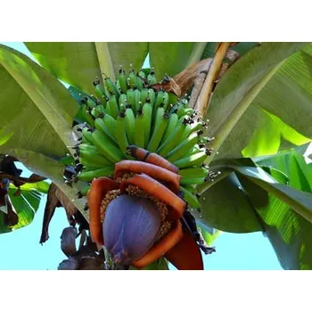 Sušené ovoce World Herbs Banán - plátky lyofilizované (mrazem sušené) Varianty: 100 g