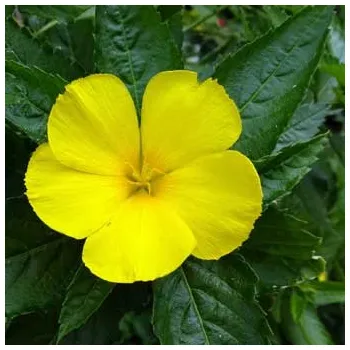 Doplněk stravy Bylinné kapky, s.r.o. Damiana - bylinné kapky (tinktura) 50ml