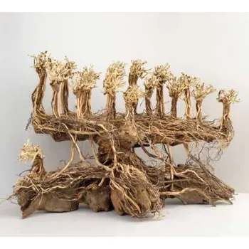 Dekorace do akvária Kořen Old Forest Bonsai M