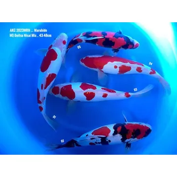 Krmivo pro rybičky HQ Doitsu Kohaku ... JK 23MRH03