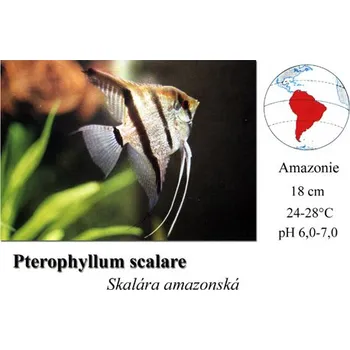 Skalára amazonská / Pterophyllum scalare