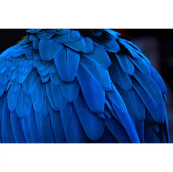 Plakát Plakát, Obraz - The blue feathers and beautiful luster, Alvin Huang