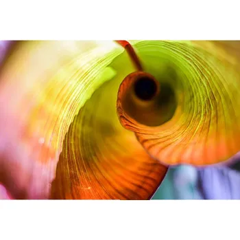 Plakát Plakát, Obraz - Red Abyssinian Banana Leaf Curl, sebastianosecondi