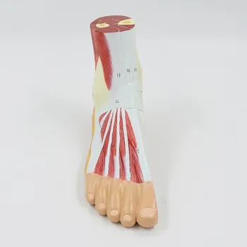 anatomický model ODEL Model svalů chodidla