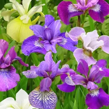 Cibulovina KOSATEC ´SIBIRICA BREEDERS MIX´