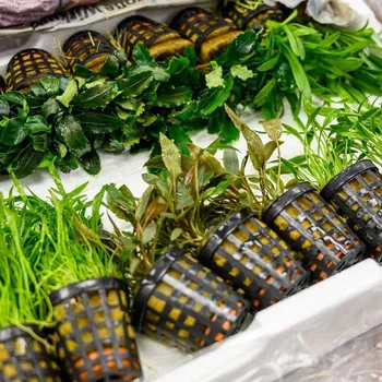 Akvarijní rostlina Kolekce rostlin pro akvárium do 100L (Startovací kolekce akvarijních rostlin do 100L)