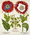 Příroda Umění starých herbářů: Od renesance po 19. století - CPRESS (2022, pevná)