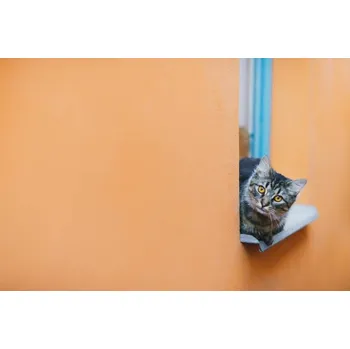 Plakát Plakát, Obraz - Cat looking at camera while resting, Jean-Philippe Tournut