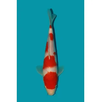 Krmivo pro rybičky HQ Kohaku ... JK 23SL16226