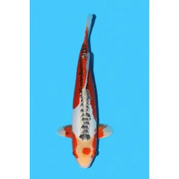 Krmivo pro rybičky HQ Nisai Shusui ... AKC 23MA06