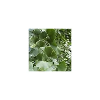 Sazenice Ginkgo biloba 100/125 cm