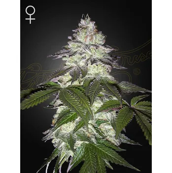 Semeno Green House Seed Milky Dreams Balení: 3ks