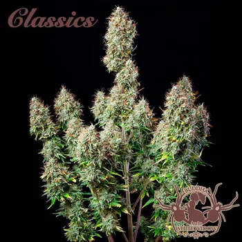 Semeno Buddha Classics White Widow Balení: 1ks