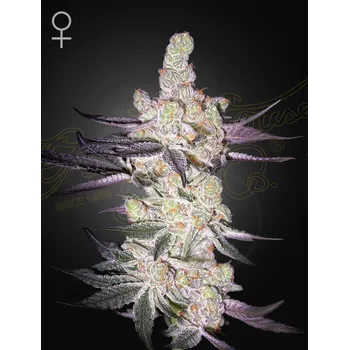 Semeno Green House Seed Razuberi Balení: 3ks