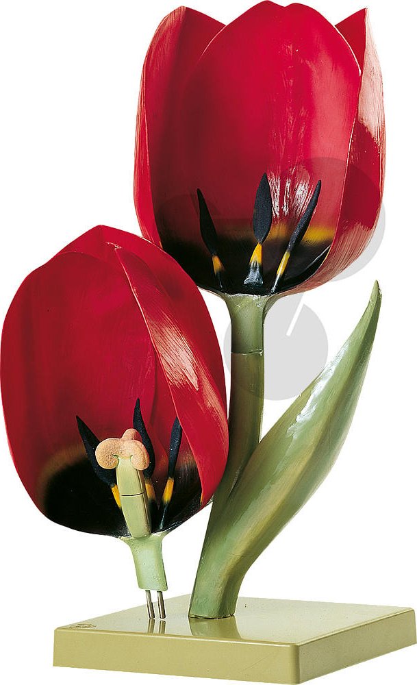 Květ tulipánu SOMSO®