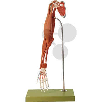 anatomický model Demonstrační model svalů paže