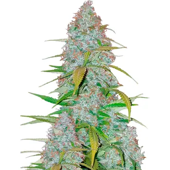 Semeno FastBuds Californian Snow Auto Balení: 1ks