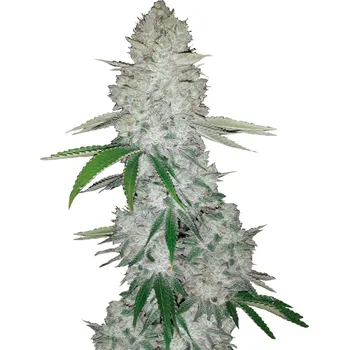 Semeno FastBuds Gorilla Glue Auto Balení: 1ks