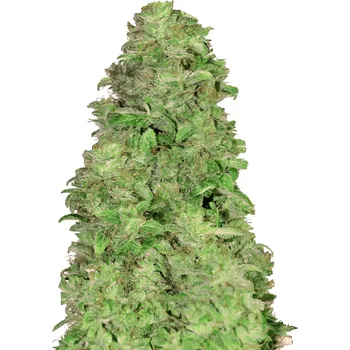 Semeno FastBuds CBD Auto 20:1 Balení: 3ks