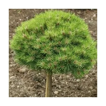 Sazenice Pinus x nigra Bambino km 60/80 cm