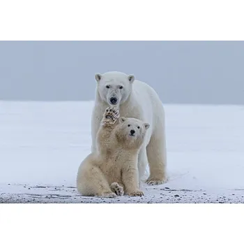 Plakát Plakát, Obraz - Polar bear, Sylvain Cordier