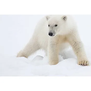 Plakát Plakát, Obraz - Polar Bear Cub on Snow, Galaxiid