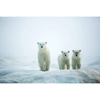 Plakát Plakát, Obraz - Polar Bears in Fog, Hudson Bay, Nunavut, Canada, Paul Souders