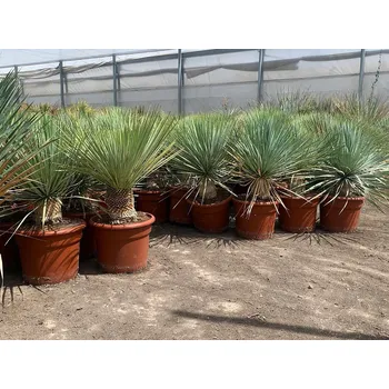 Sazenice Yucca Rostrata - výška kmene 30/40cm