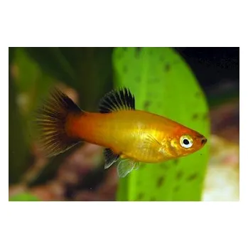 Dekorace do akvária Plata skvrnitá var. Sunset WG, 3,5 cm