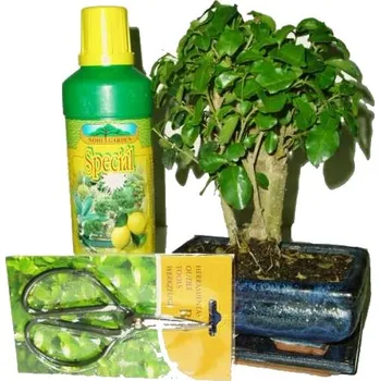 Sazenice Bonsai střední rovná zelkova