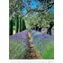 Kalendář Helma365 Nástěnný kalendář N142-25 Provence 2025