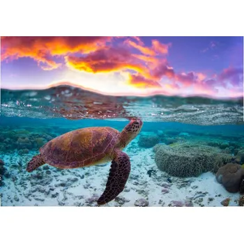 Plakát Plakát, Obraz - Sunset Turtle, Mitchell Pettigrew