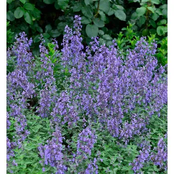 Sazenice Šanta kočičí 'SENIOR' kont. 0,5 l