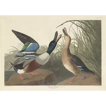 Plakát Plakát, Obraz - Shoveller Duck, 1836, John James (after) Audubon