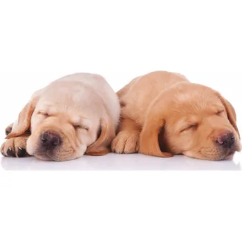 Čisticí roztok na brýle Mikrovlákno na brýle s motivem štěňátek k objednávce nad 1500 Kč zdarma