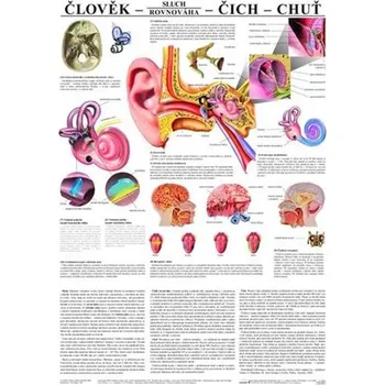 Plakát Plakát - Člověk - sluch - čich - chuť