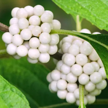 Sazenice KRÁSNOPLODKA 'LEUCOCARPA' kont. 2,5L