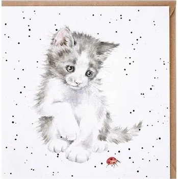 Přání Wrendale Designs "Ladybird", 15x15 cm - Kotě