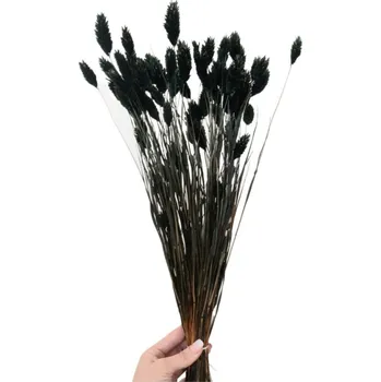 Sušený phalaris kytice/svazek ČERNÝ 50g