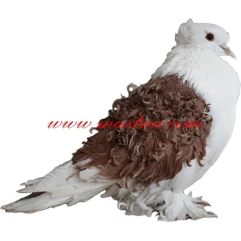 Samolepka holub kudrnáč červenokřídlý