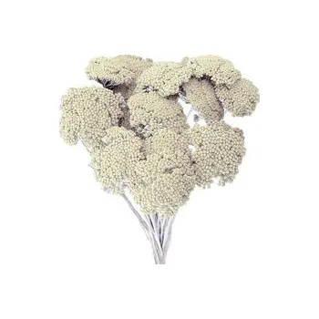 Dekorace sušiny ACHILEA-ŘEBŘÍČEK 50g