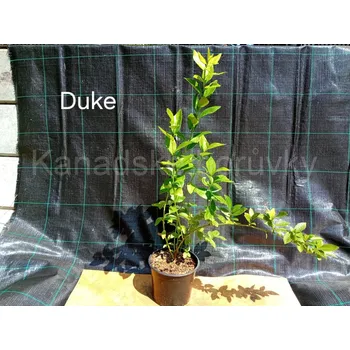 Sazenice Duke 30-50 cm
